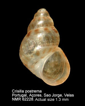 Crisilla postrema (1).jpg - Crisilla postrema(Gofas,1990)